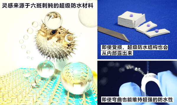 受刺鲀启发,日本开发出耐久性优异的超级防水材料