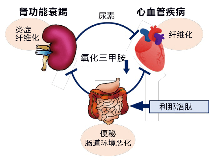 日本东北大学等发现便秘药利那洛肽对肾病也有疗效