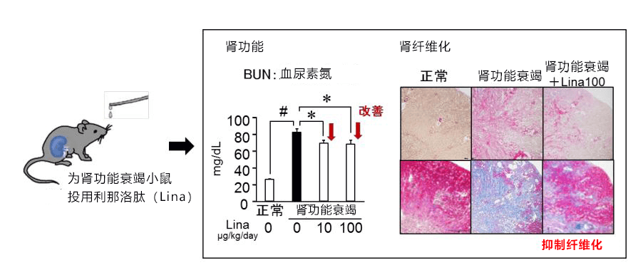 日本东北大学等发现便秘药利那洛肽对肾病也有疗效