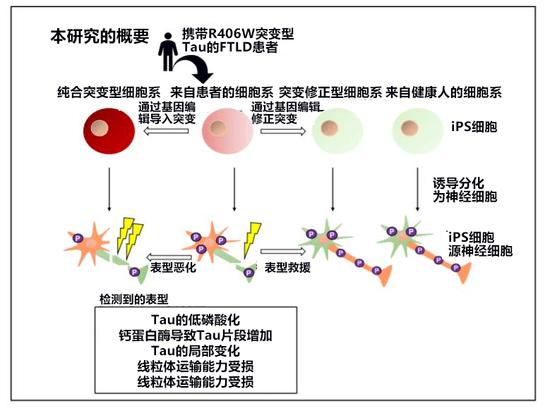日本培养出家族性痴呆症iPS细胞，有望根据Tau蛋白异常开发治疗药物