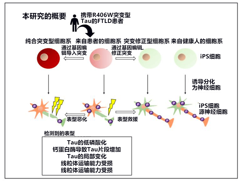 日本培养出家族性痴呆症iPS细胞,有望根据Tau蛋白异常开发治疗药物