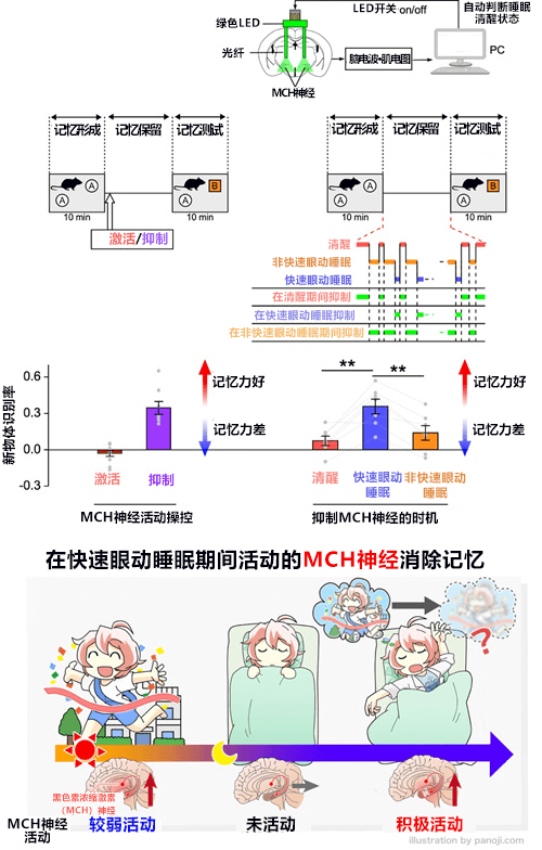 事如春梦了无痕 的机理终于搞清楚了