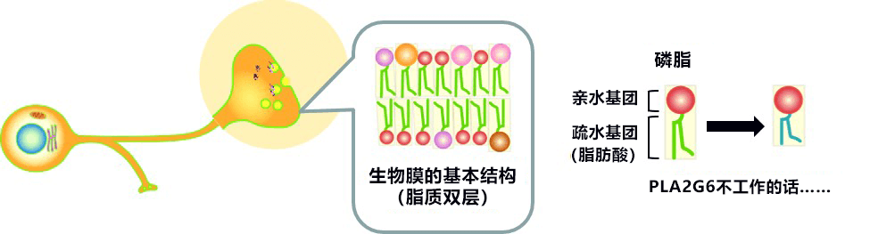 顺天堂大学明确脑内脂质膜变化导致帕金森症的机理,食用亚油酸可预防神经细胞死亡