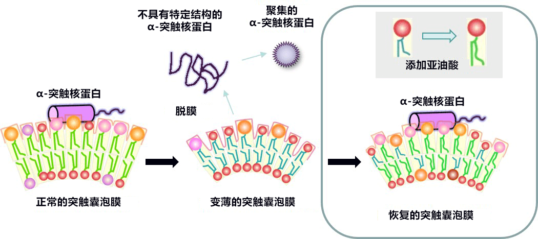 顺天堂大学明确脑内脂质膜变化导致帕金森症的机理,食用亚油酸可预防神经细胞死亡