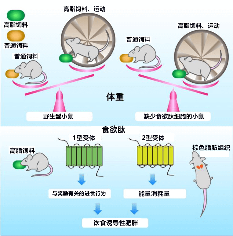 日本查明食欲肽控制体重的机理,掌握运动、进食和能量消耗的平衡