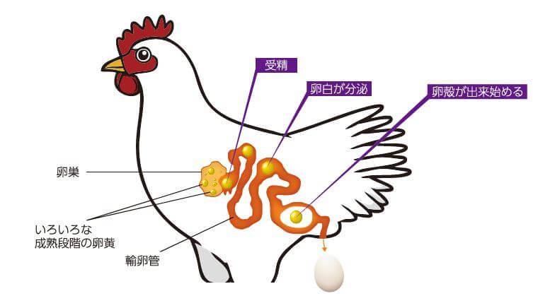 ■图1:鸡的受精发生在体内深处,在输卵管内移动24~27小时,期间形成鸡蛋。受精后很难立即取出受精卵,如果是产卵后则细胞增加太多,所以与其他动物相比,基因操作更加困难。