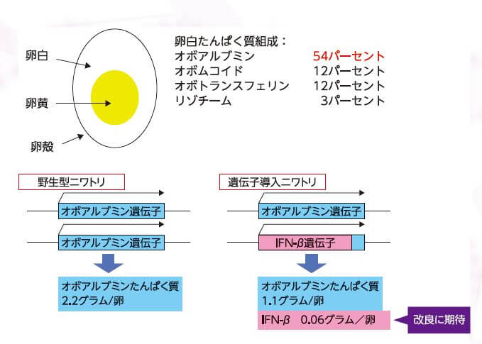 ■图2:在蛋清中含量最高的卵清蛋白的基因座中导入IFN-β基因。通过进行基因编辑,可以向卵清蛋白的基因座导入。