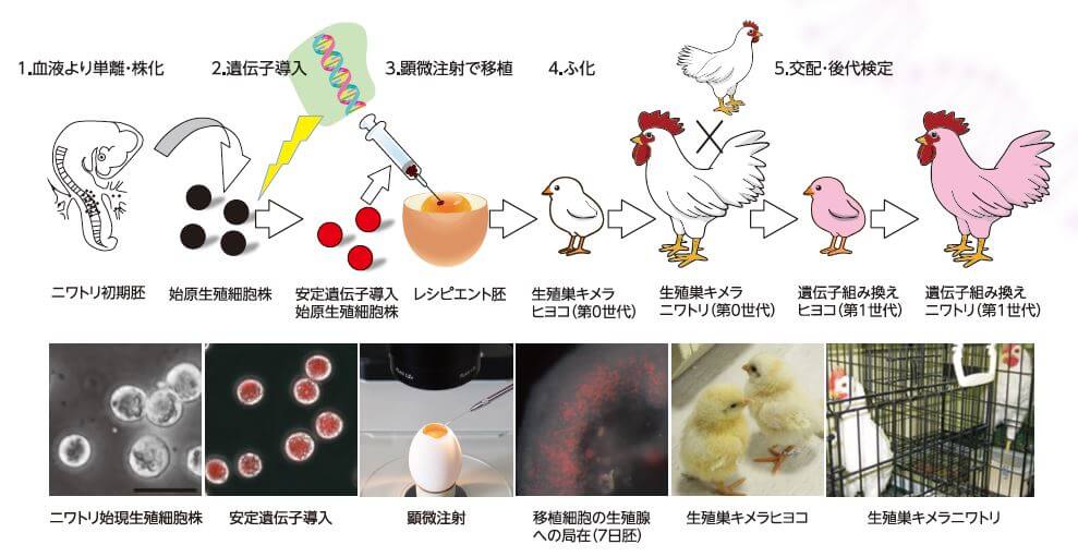 ■图3:利用基因编辑技术向鸡体内导入基因。首先提取原始生殖细胞,通过基因操作嵌入目标基因,在显微镜下移植到其他鸡蛋(受体胚)中。使孵出来的雄鸡与未进行基因操作的雌鸡交配,产蛋孵化转基因鸡。