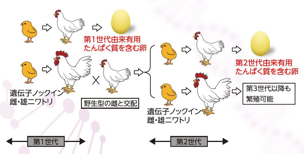 ■图5：导入的IFN-β基因可以通过繁殖传递给下一代，因此无需复杂的操作就能繁殖“下金蛋的鸡”。