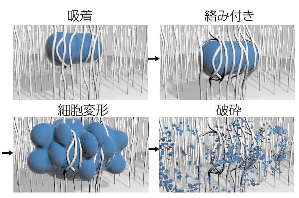 ■图4：纳米线粉碎微生物等的样子（示意图）。与纳米线接触的微生物吸附到纳米线上，被纳米线缠住。微生物被溶液流动的压力挤破，最终粉碎，释放出内部的DNA。