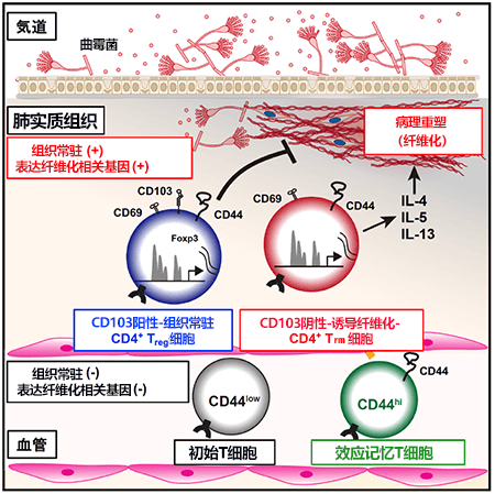 治疗霉菌性肺纤维化的关键！日本明确导致肺部组织纤维化的新细胞群