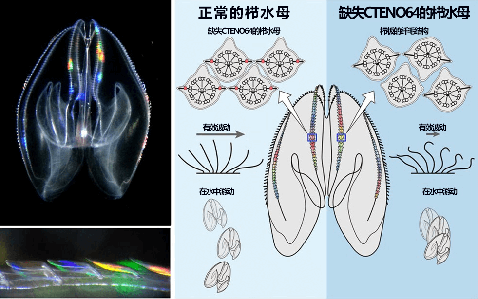 筑波大学等揭开彩虹 “栉水母”之谜