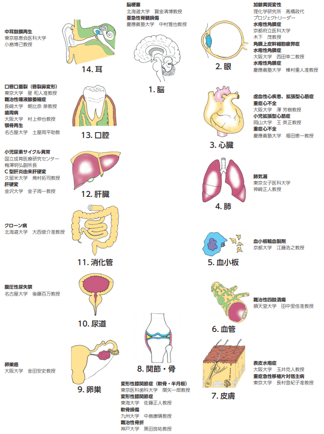 大阪大学实现iPS细胞制备视网膜的自动化量产，成本降九成