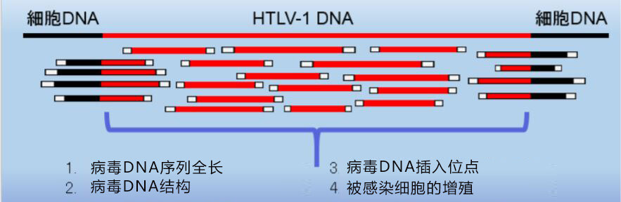 日本建立人T细胞白血病病毒序列的高精度全新检测方法