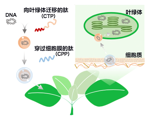 利用肽改变色素体，迅速导入目标DNA