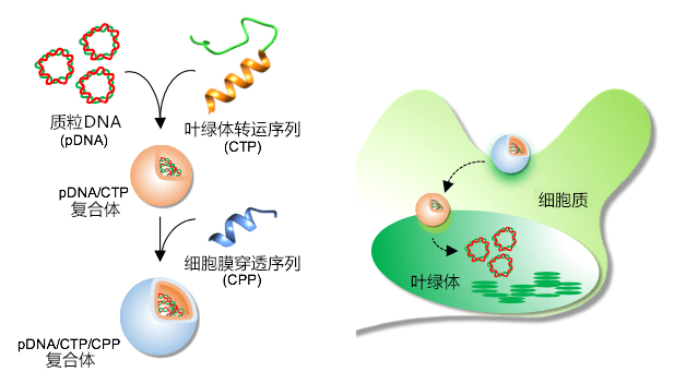 利用肽改变色素体 迅速导入目标dna 客观日本