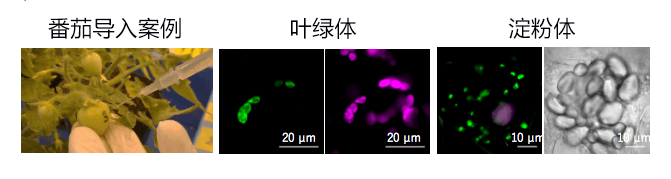 利用肽改变色素体，迅速导入目标DNA