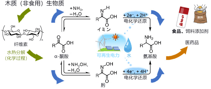 日本利用基于电能的有机酸和水高效合成氨基酸