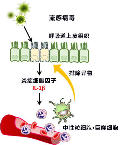 日德合作在呼吸道上皮组织中发现流感病毒的感受蛋白