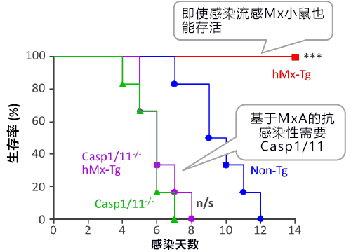 日德合作在呼吸道上皮组织中发现流感病毒的感受蛋白