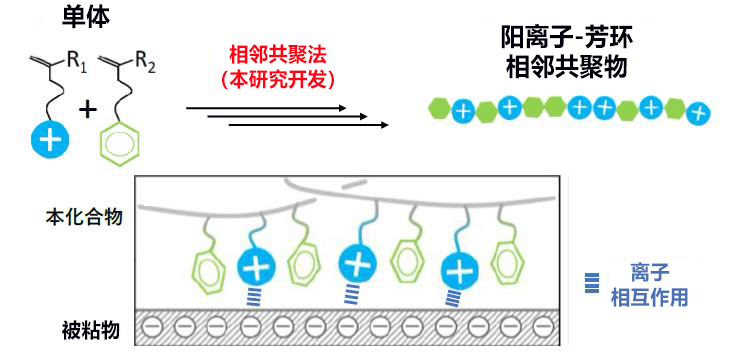 受“厚壳贻贝”启发，中国人在日本开发出可在海水中反复使用的粘合剂