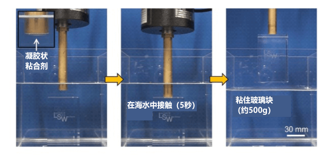 受“厚壳贻贝”启发，中国人在日本开发出可在海水中反复使用的粘合剂