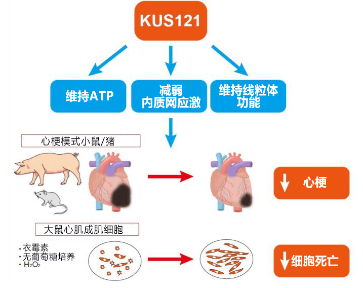 京都大学候选新药可缩小心梗面积,有望成为抑制再灌注损伤的新疗法
