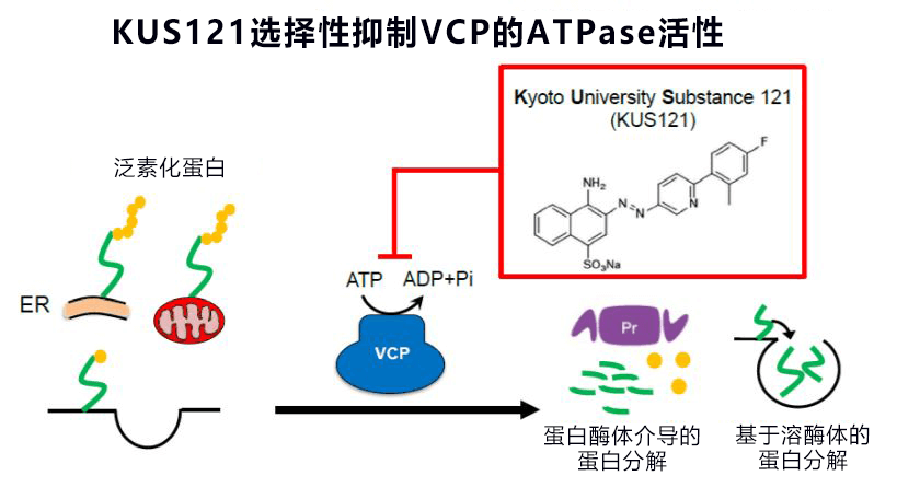 京都大学候选新药可缩小心梗面积,有望成为抑制再灌注损伤的新疗法