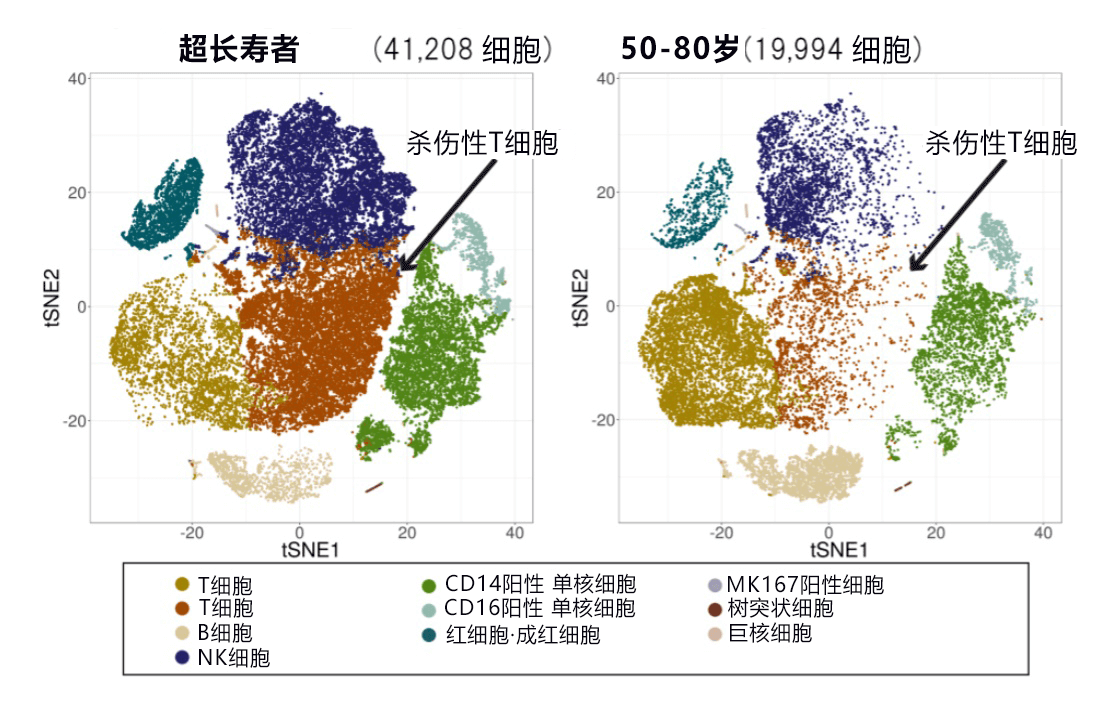 日本发现110岁以上超长寿者携带特殊T细胞