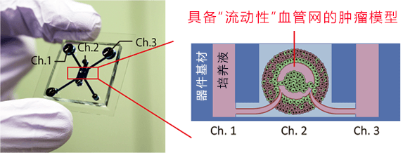 日本开发出具备血管的抗癌药评价芯片