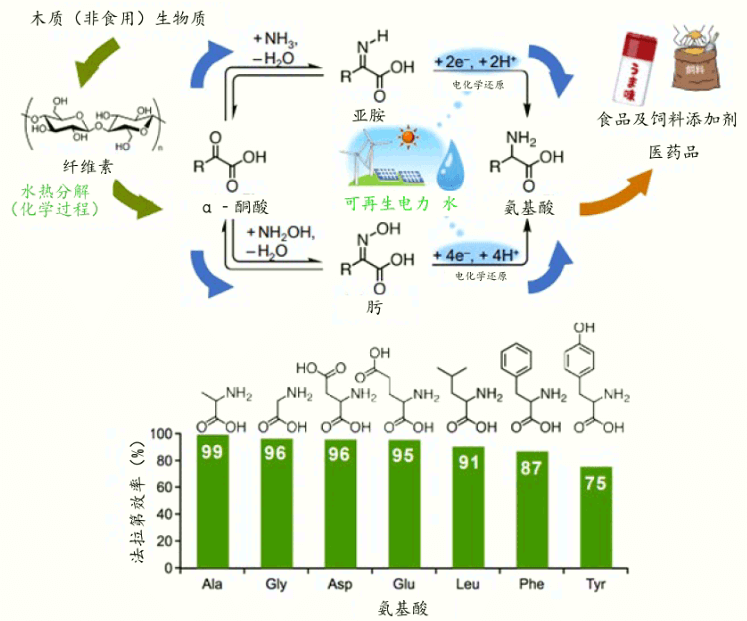使用电和水高效合成氨基酸，利用可再生能源减轻环境负荷