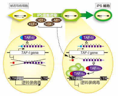 筑波大学利用iPS细胞发现逆转录病毒基因沉默新机制