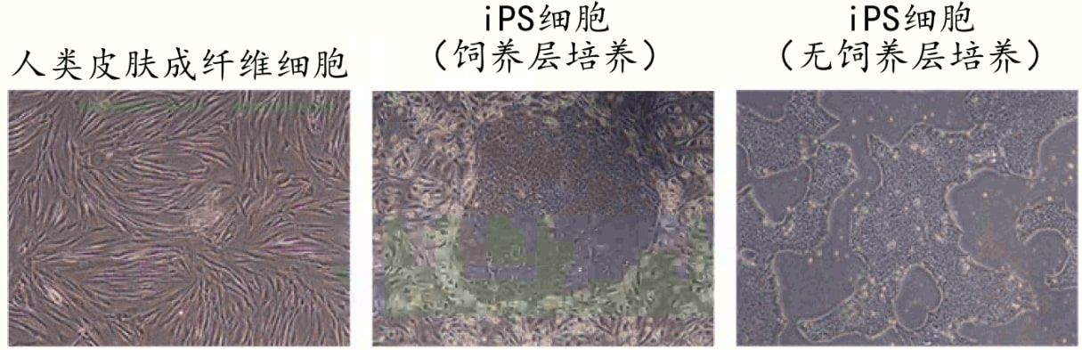 日本发现iPS细胞应对辐射的DNA修复保护机制