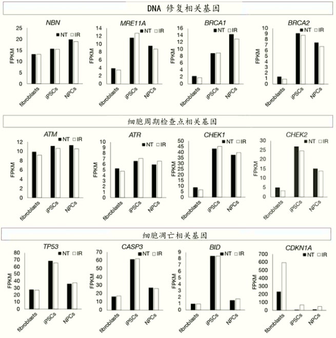 日本发现iPS细胞应对辐射的DNA修复保护机制