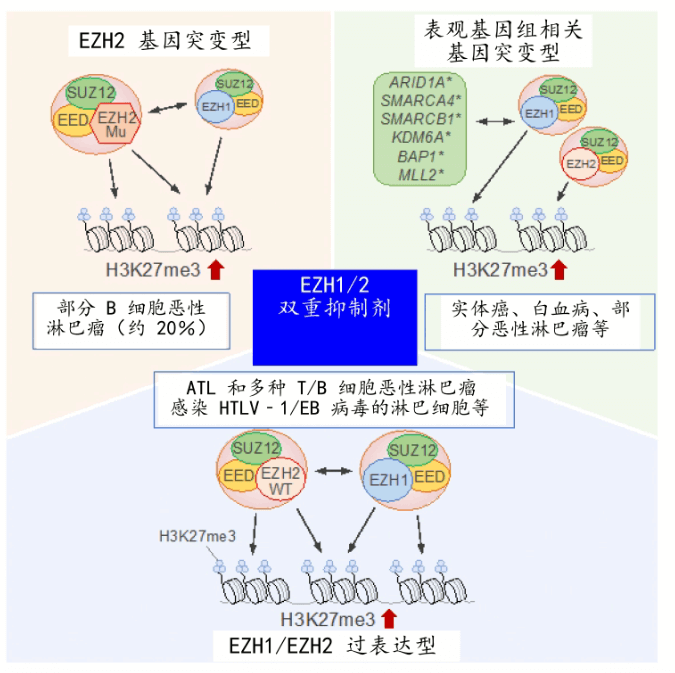 日本发现使抑癌基因失活的新机制,已在开发新药