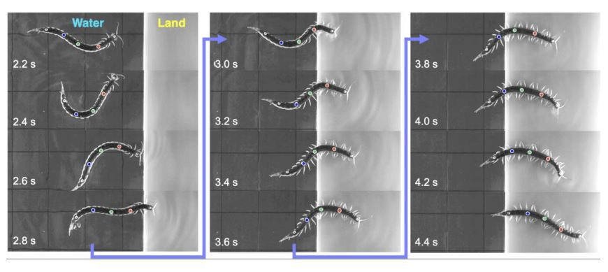 从蜈蚣身上学到水陆两用的灵活 移动方式
