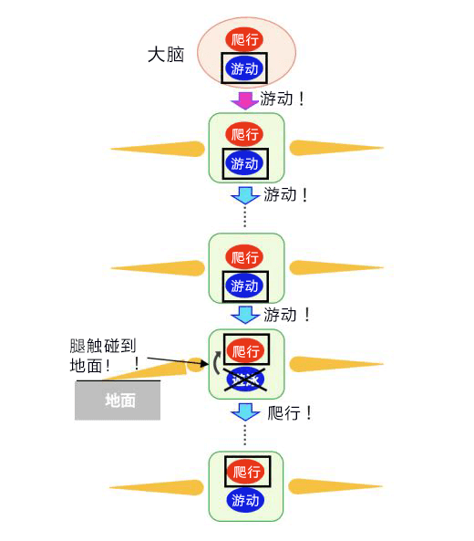 从蜈蚣身上学到水陆两用的灵活 移动方式