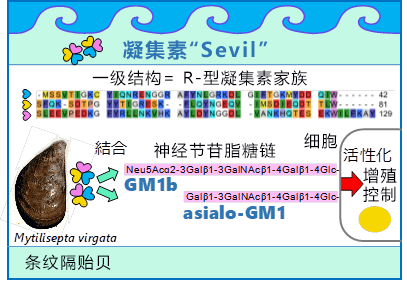 横滨市立大学等从贻贝中发现抗肿瘤活性新型凝集素