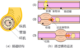 日本制成全球首个能运送沙土的蠕动泵