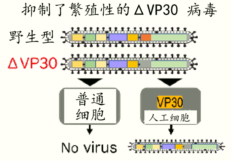 东京大学开发的新型埃博拉疫苗，将开始I期临床试验