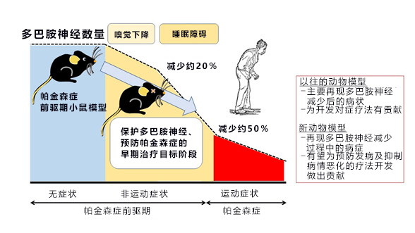 京都大学建立帕金森症早期动物模型，有望用于新药研发