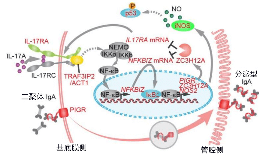 日本发现溃疡性大肠炎特定基因突变，有望查清发病和恶化机制