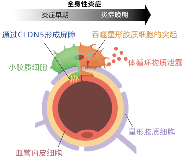 精神分裂症及神经退行性疾病治疗的好消息！日本查明脑内小胶质细胞可控制血脑屏障