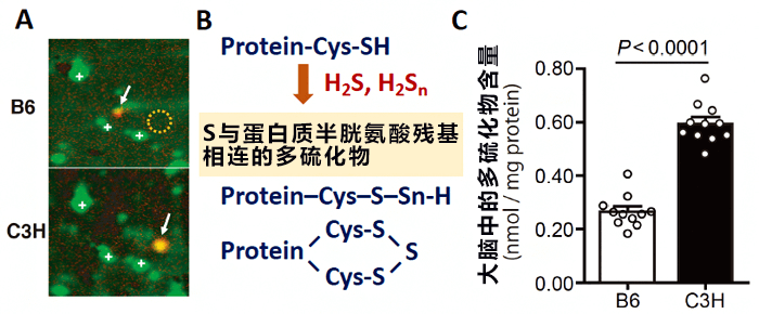 全球首次发现反铁磁拓扑绝缘体、有望加速发现未知基本粒子轴子