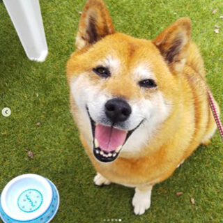 日本通过心率解析确认:犬可与人类共情,会回应主人短暂情绪变化