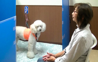 日本通过心率解析确认:犬可与人类共情,会回应主人短暂情绪变化