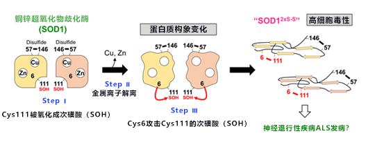 日本发现SOD1高毒性异常结构形成的新机制，有望查清渐冻症发病机理