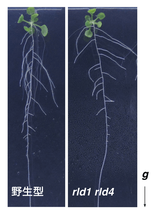日中合作发现植物根部向地性信号传递新因子——生长素更多分配向重力侧