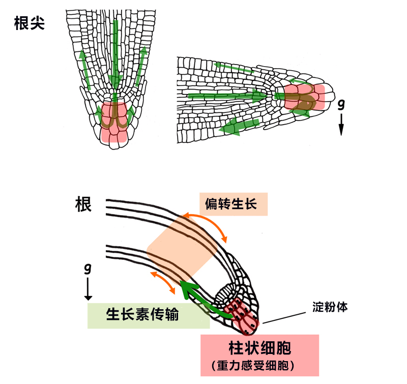 日中合作发现植物根部向地性信号传递新因子——生长素更多分配向重力侧