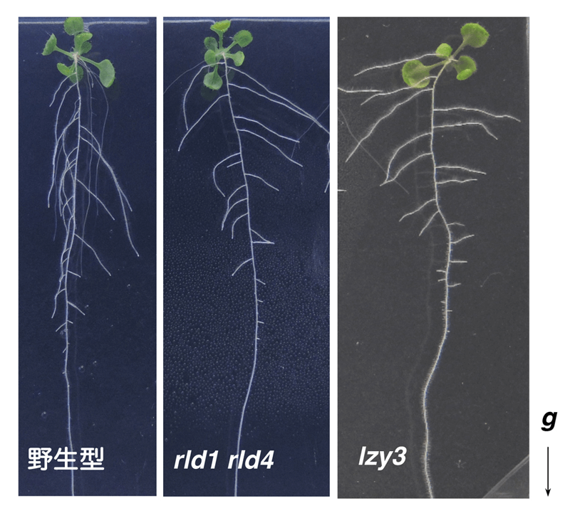 日中合作发现植物根部向地性信号传递新因子——生长素更多分配向重力侧